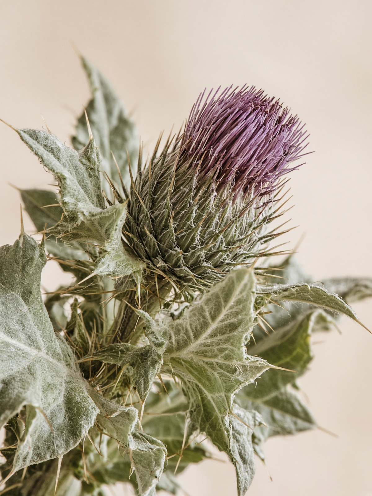Botanical close-up of a Scottish thistle